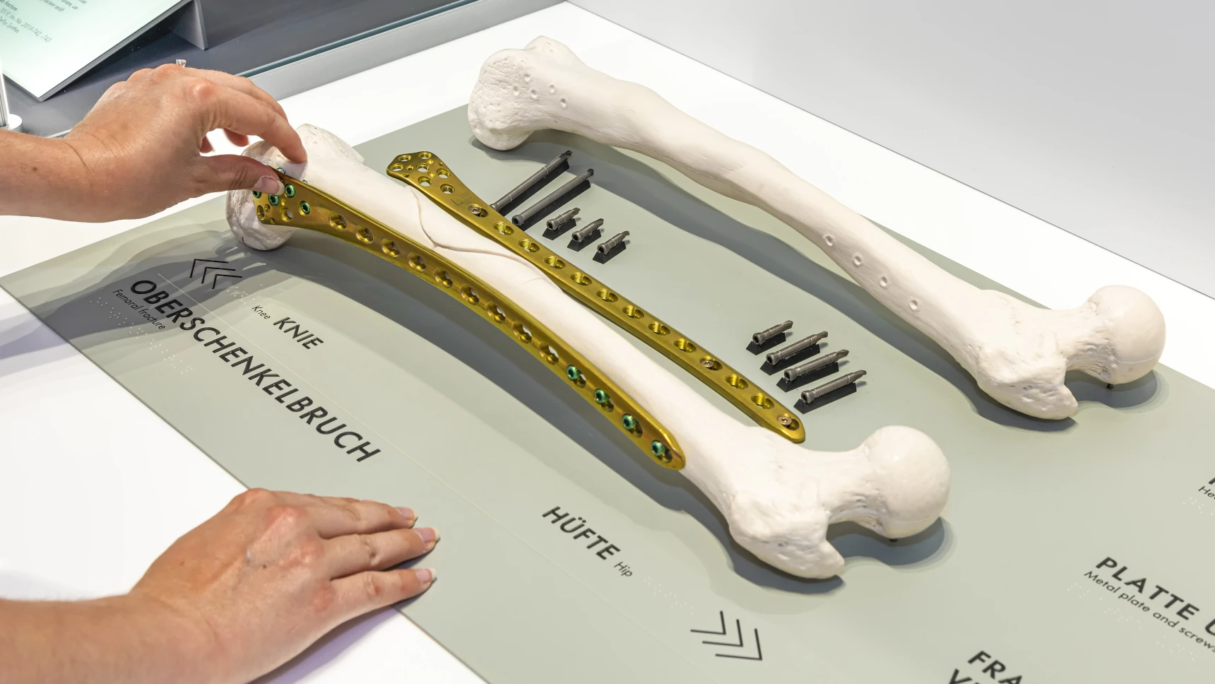 Knochen-Exponate des Deutschen Museums in München, ausgestattet mit einer Brailleschriftleiste.